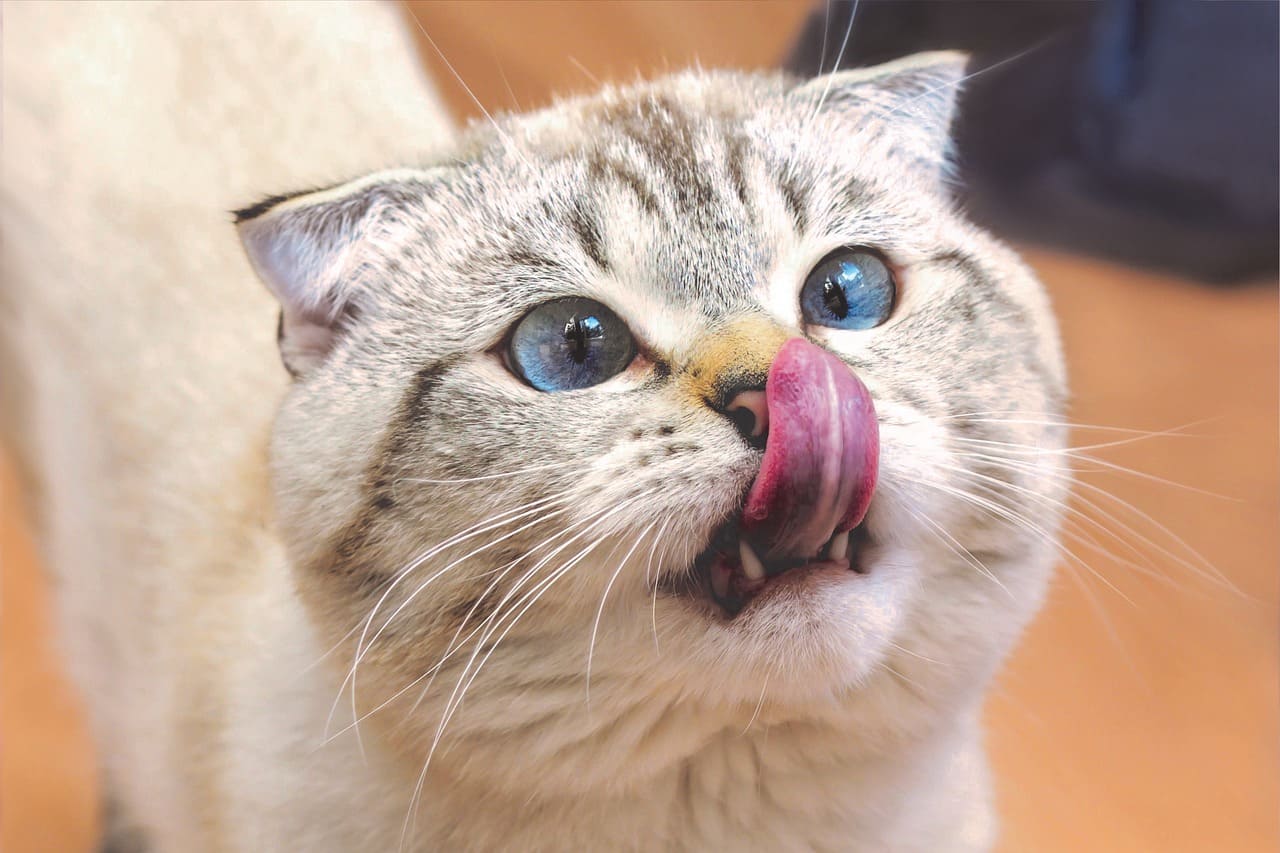 외모