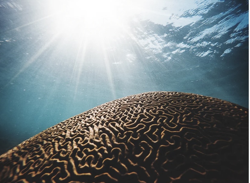 뇌기능 개선제: 효능, 부작용, 그리고 추천 제품 3가지