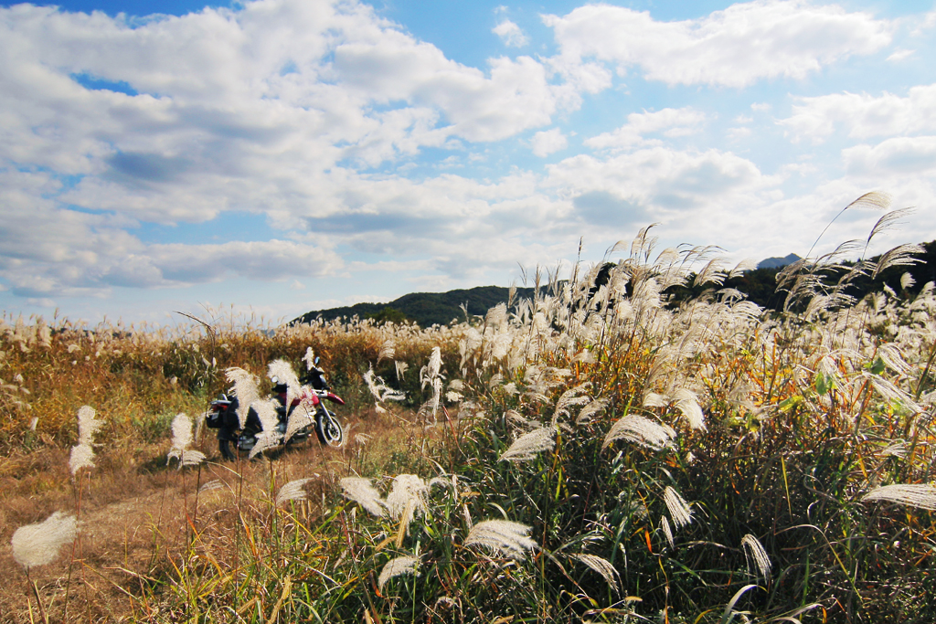 충주 비내섬과 비내길