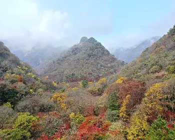 내장산 단풍_6