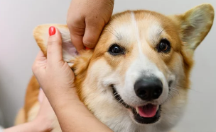 강아지/출처:어도비스톡