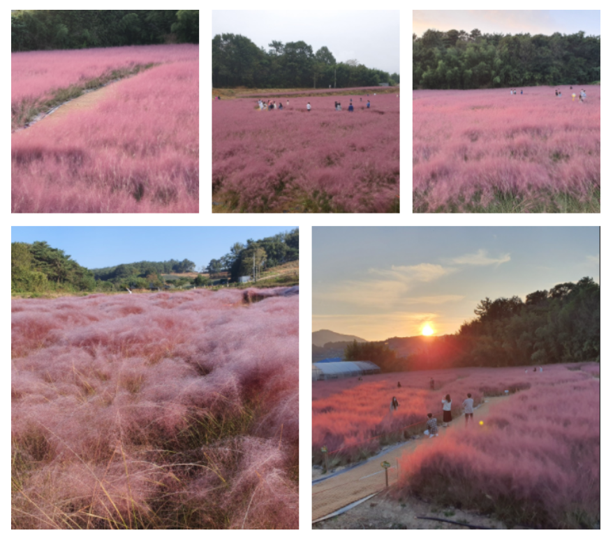 6월 축제 가볼만한 곳 (꽃축제)