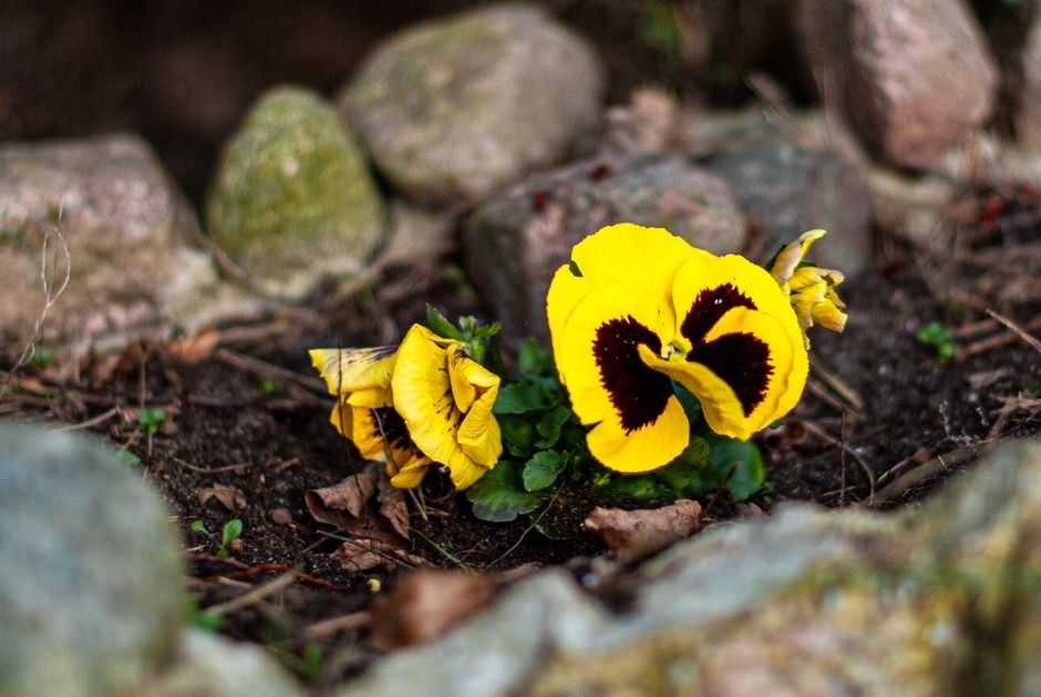 A striking yellow pansy flower blooms in a rocky garden setting, showcasing its vibrant colors.