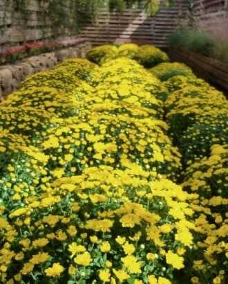 2025 제주 보롬왓 튤립축제