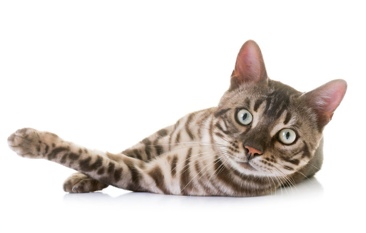 고양이 꿈 해몽 풀이 100가지 총 정리 