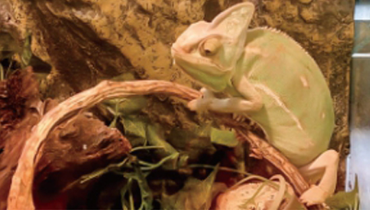 담양 곤충박물관