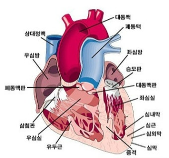 연령대별 많이 발생하는 심장질환
