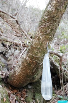 고로쇠물 유통기한 보관방법