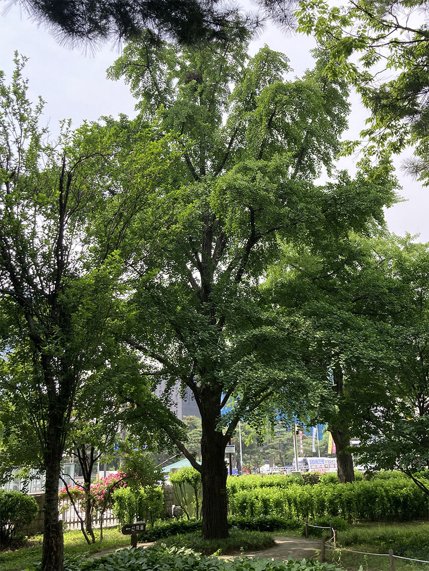 은행나무