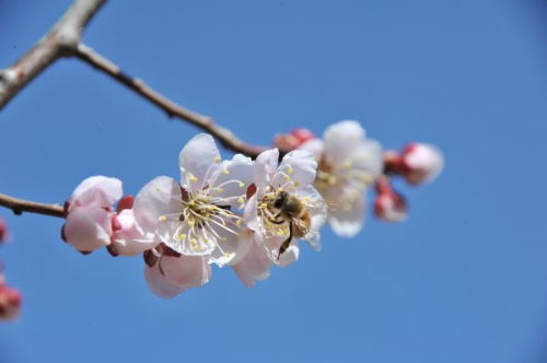 3월에 피는 꽃 벚꽃