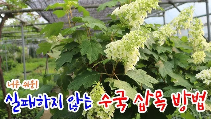 수국 삽목시기와 꺾꽂이 방법 재배 시기 완전 정리_3