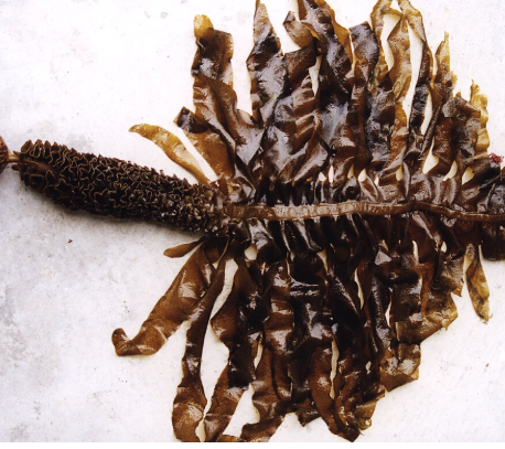 혈액순환에 좋은 음식