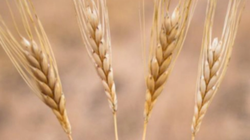 곡물 파로 먹는법