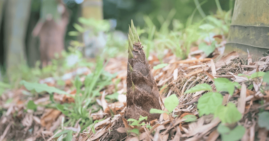 자라나고 있는 죽순의 모습