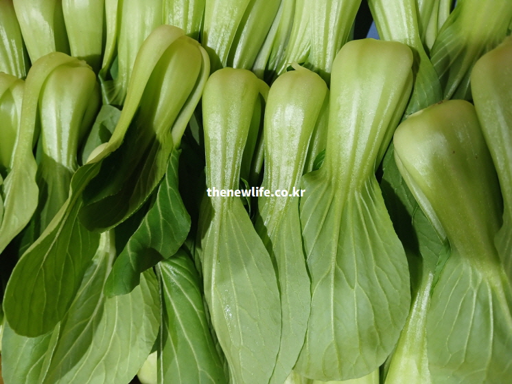 칼슘과 비타민K가 풍부해 골다공증 예방과 뼈 건강에 도움을 주는 청경채 실물 사진