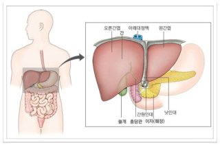 간수치의 정상범위