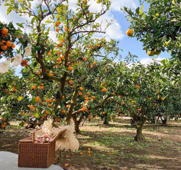 제주하늘바람 감귤