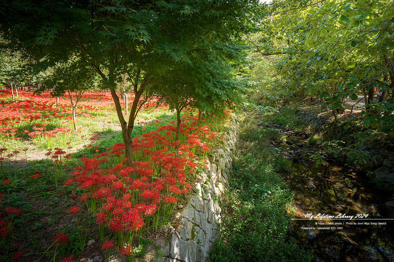 영광 불갑사 꽃무릇 가을
