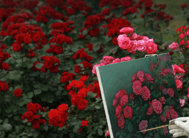 삼척장미축제 일정 입장료 주차장 관람꿀팁