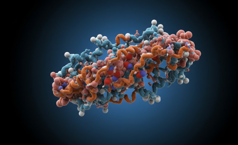 알부민 효능과 작용기전