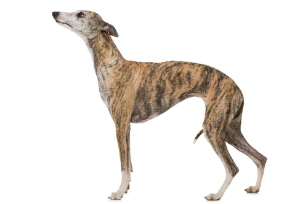 휘핏/출처:어도비스톡