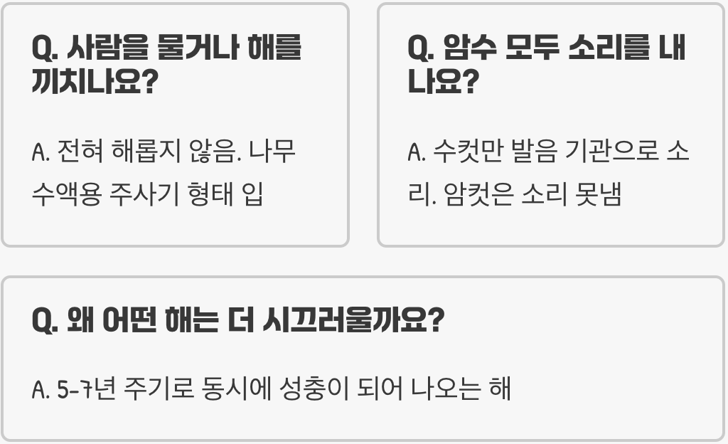 유독 저녁에 시끄러운 쓰름매미 소음&amp;#44; 언제까지 계속될까? (우는 이유와 기간)