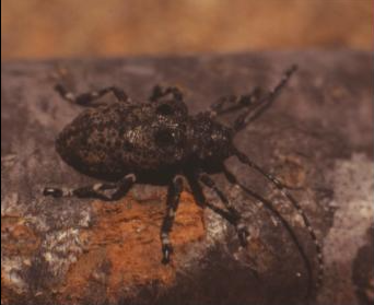 털두꺼비하늘소