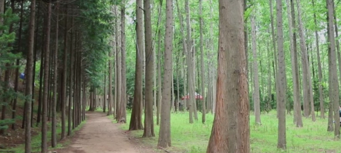 영덕 벌영리 메타세콰이어길