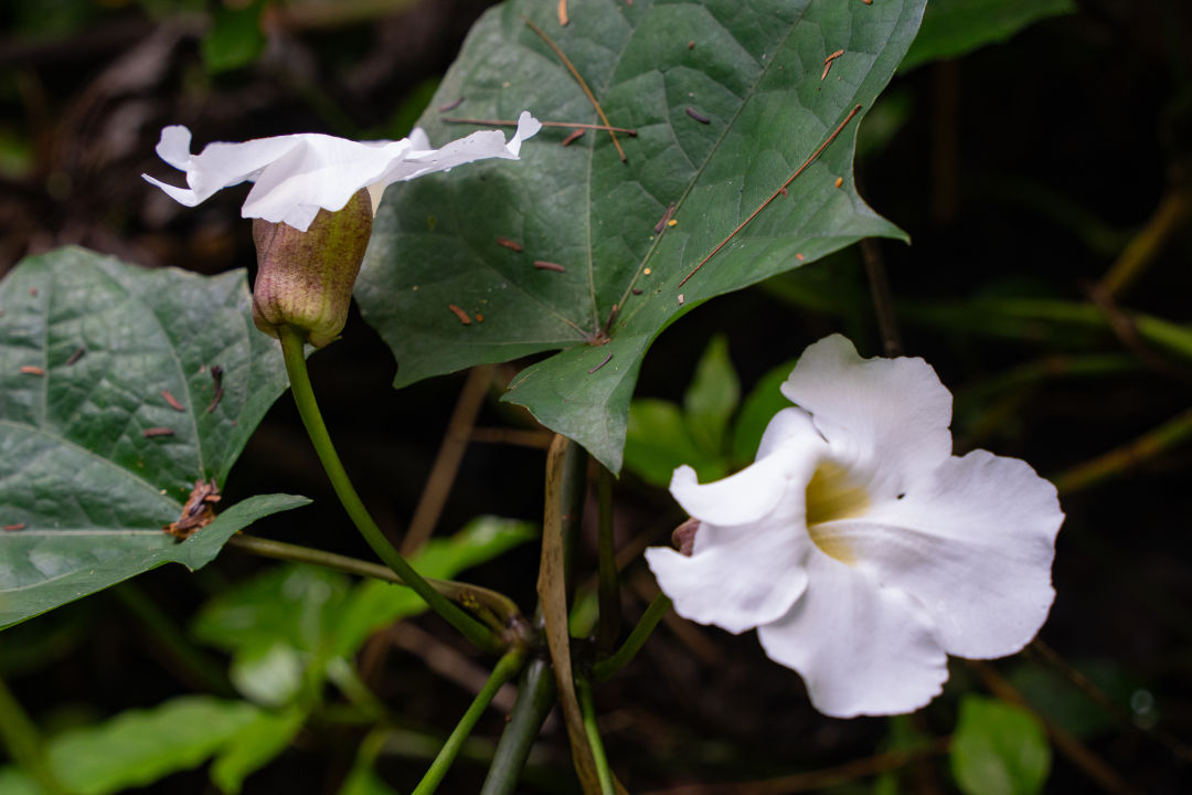 아카카 폭포 열대우림