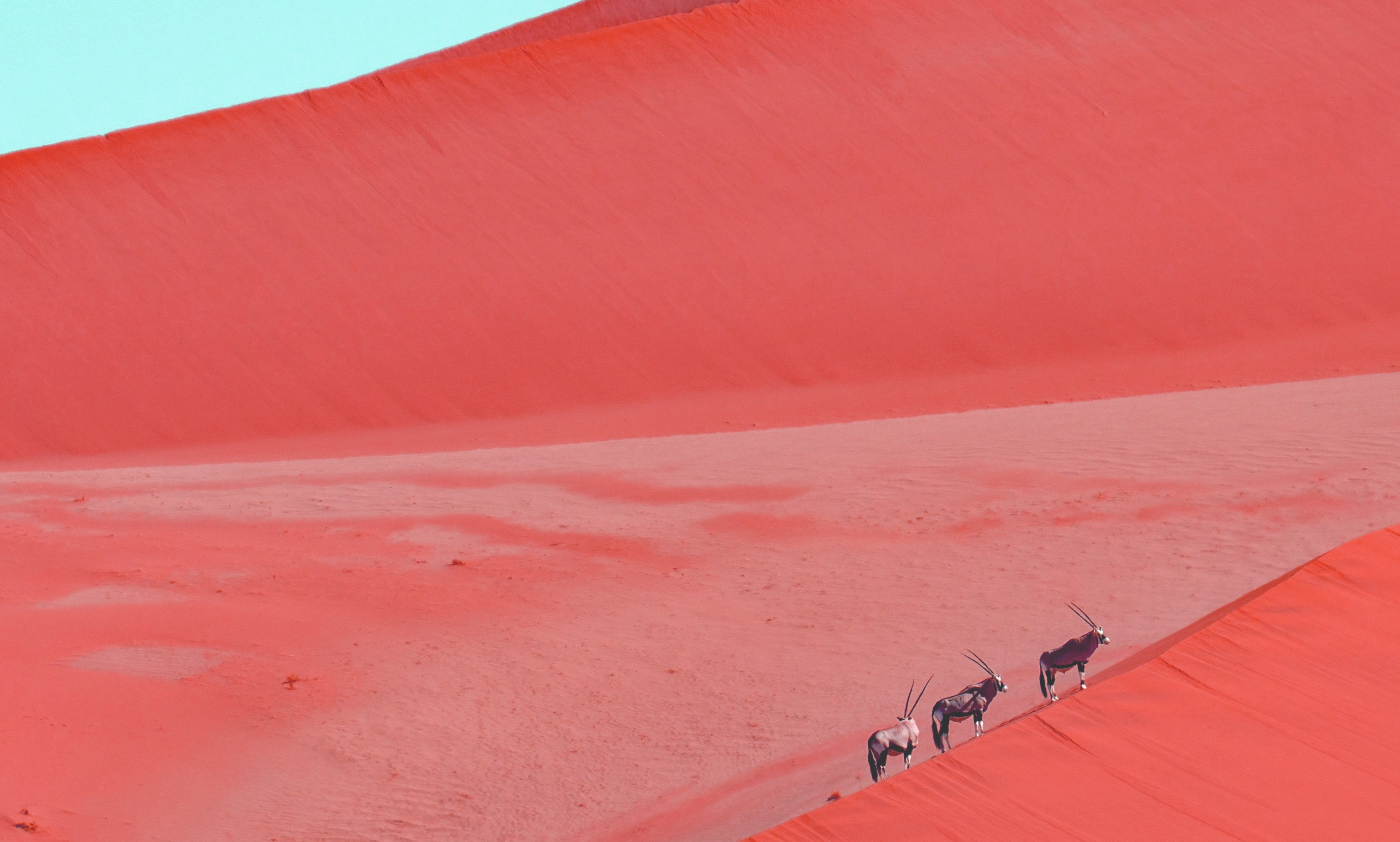 컴퓨터그래픽스운용기능사 필기