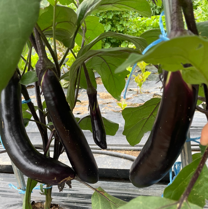 가지