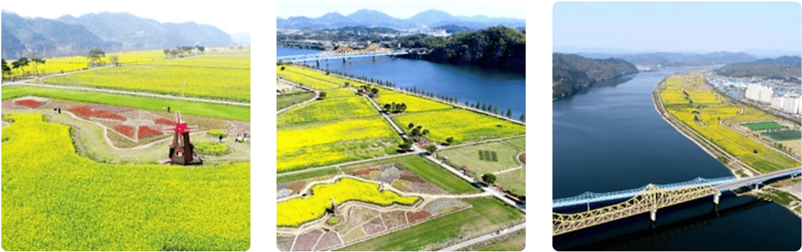 창녕낙동강유채축제