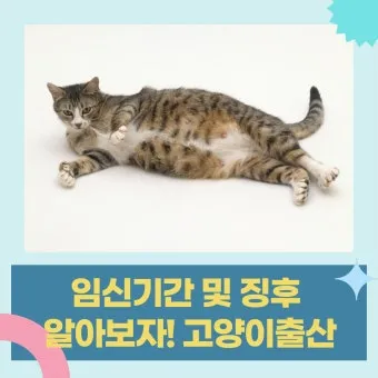 고양이 임신 기간 주기 가능나이 배모양_11