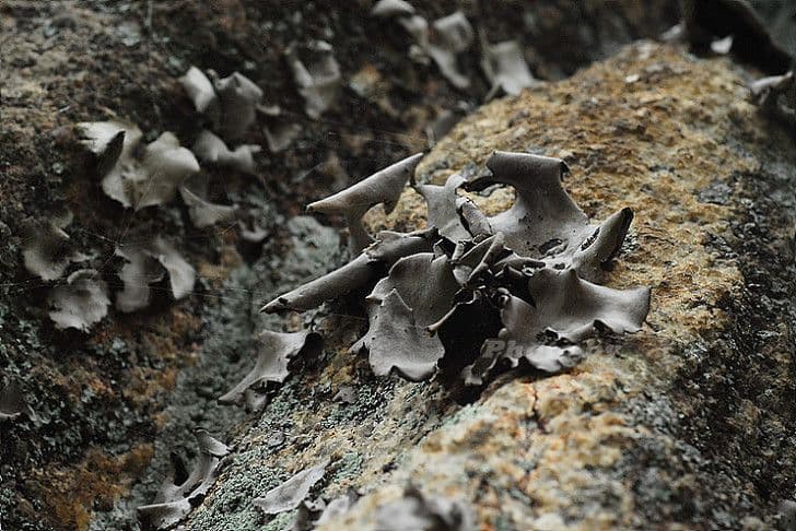 [사라진 떡 이야기] 석이편: 귀한 약선 떡에 담긴 조선의 지혜