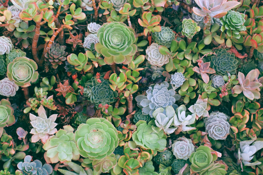 Succulent