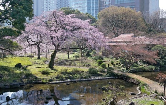 큰 벚꽃 나무에 보라색 벚꽃이 피어있고 주위에 작은 개천이 보인다.