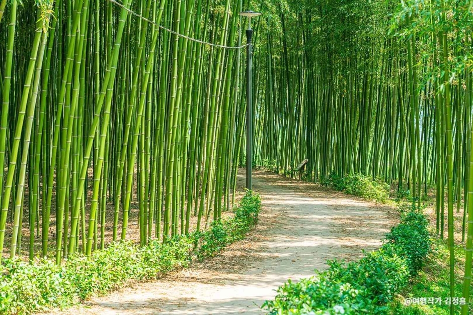 섬진강 대나무숲길