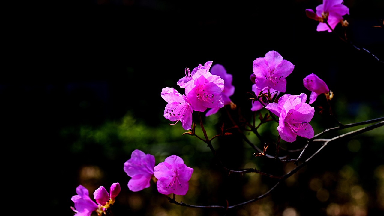 봄꽃을 만끽하기 위한