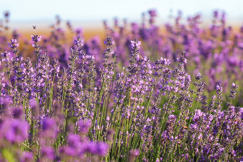 2025 퍼플섬 라벤더 축제