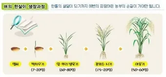 벼 재배 모내기 시기 분얼 관리 논 물대기_9