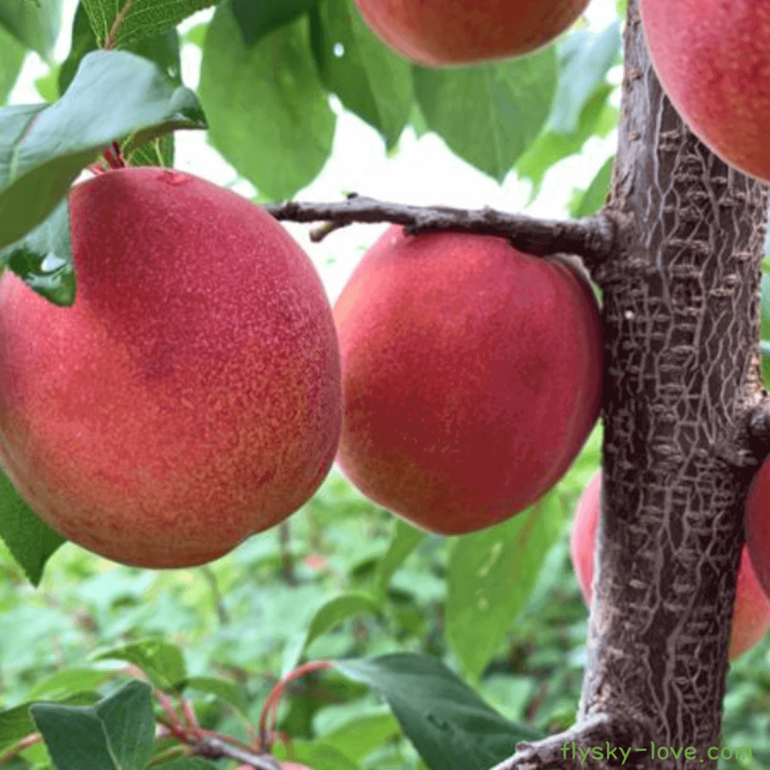 자두랑 살구랑 플럼코트