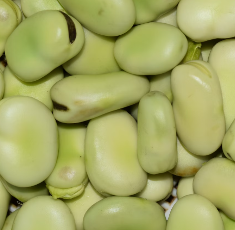 콩나물 효능 부작용 숙취 칼로리