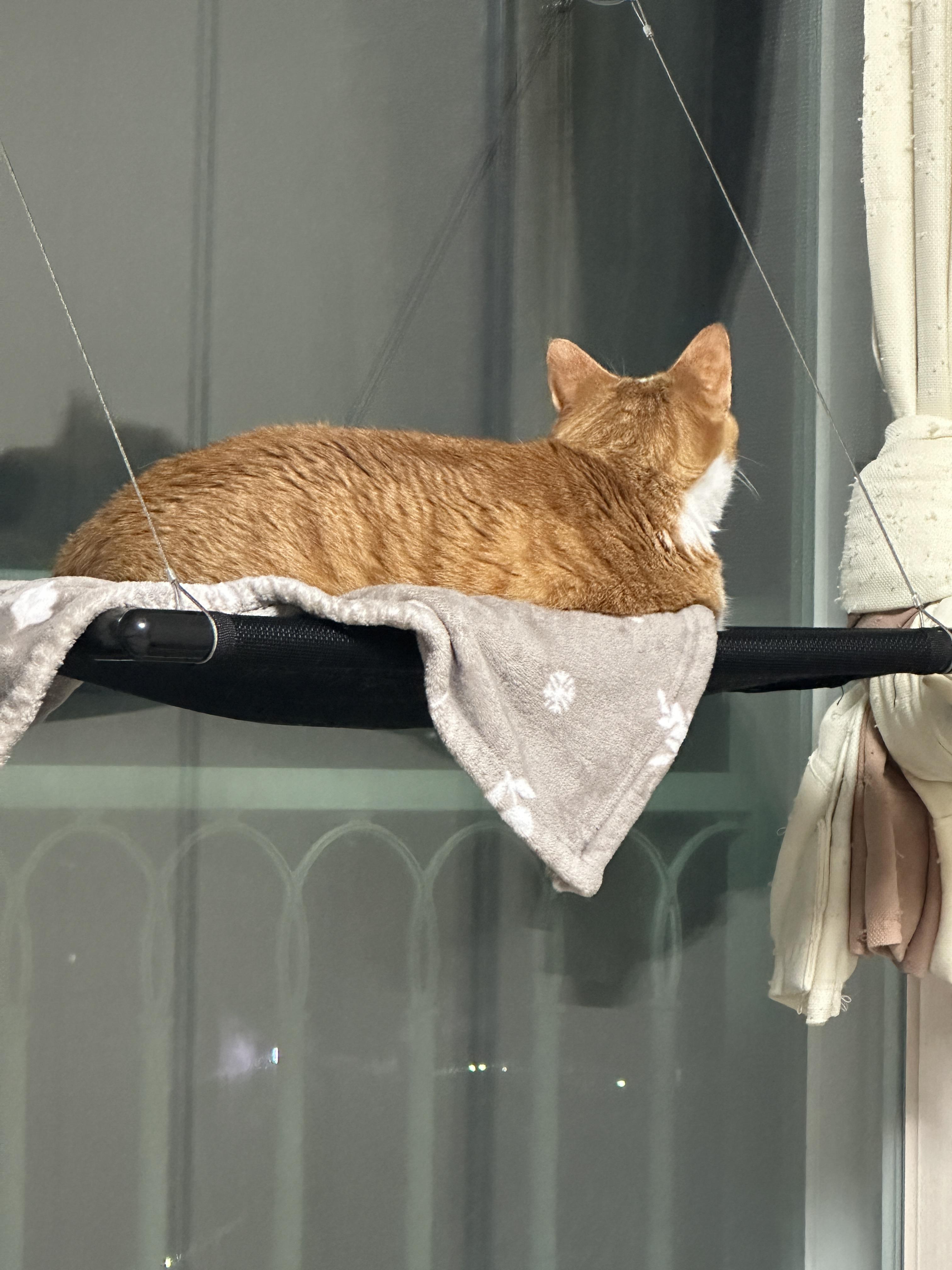 귀여운_치즈냥이_호야_냥통수