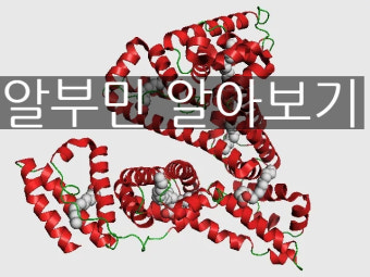 알부민의 효능