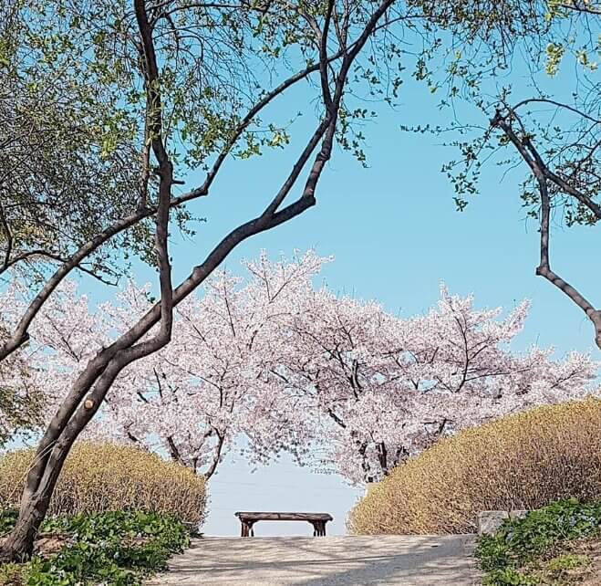 선유도 공원 벚꽃 축제