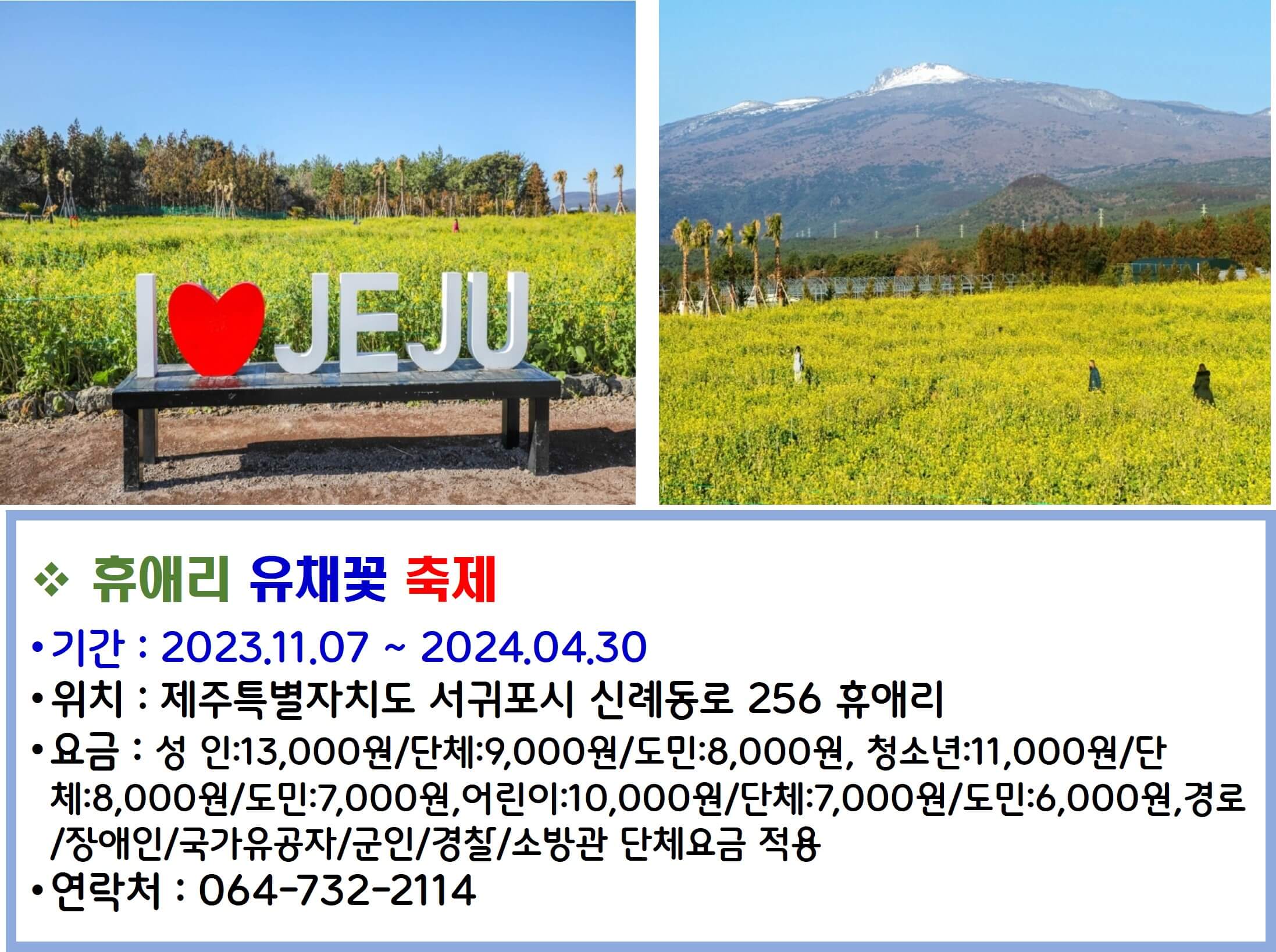 휴애리 유채꽃 축제