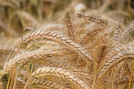 베타글루칸-풍부한음식-보리