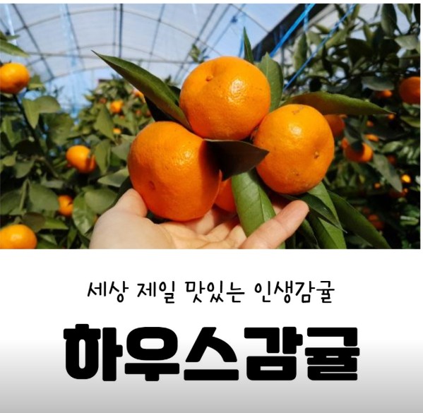 제주 그린향 맛동산감귤체험농장