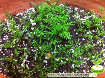 카모마일 재배 직파 심기 연속 개화 수확 건조_12