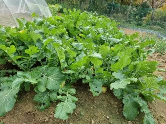 가을 텃밭 작물 추천 상추 열무 시금치 쌈채소 재배법_11